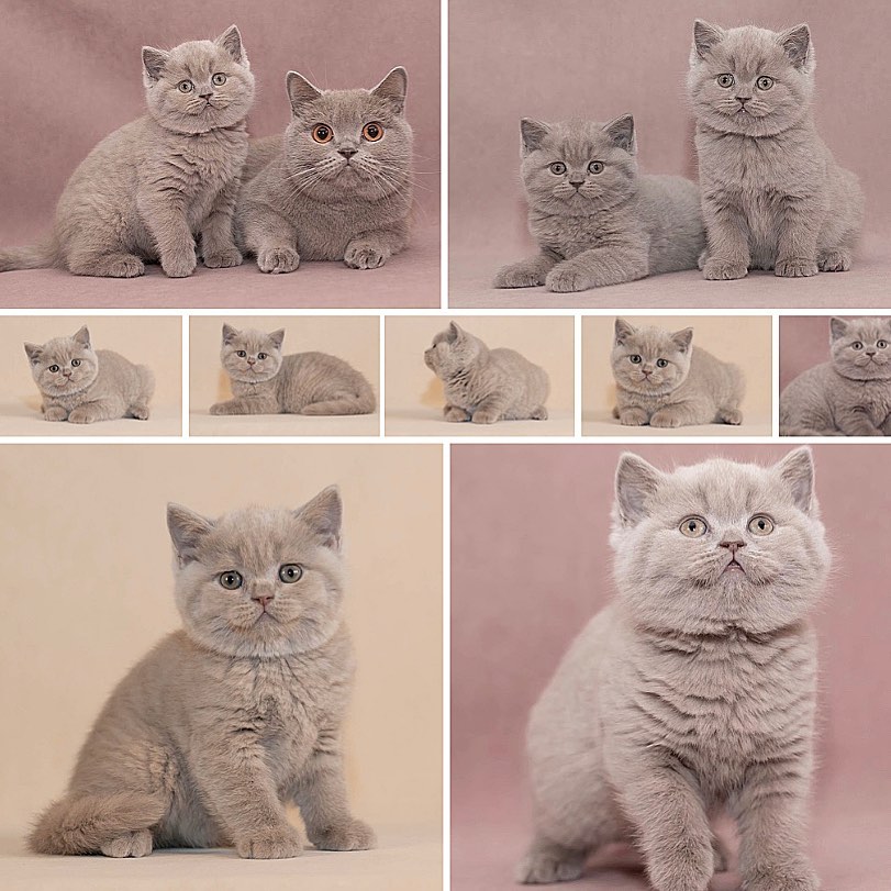 Britisch Kurzhaar Katze