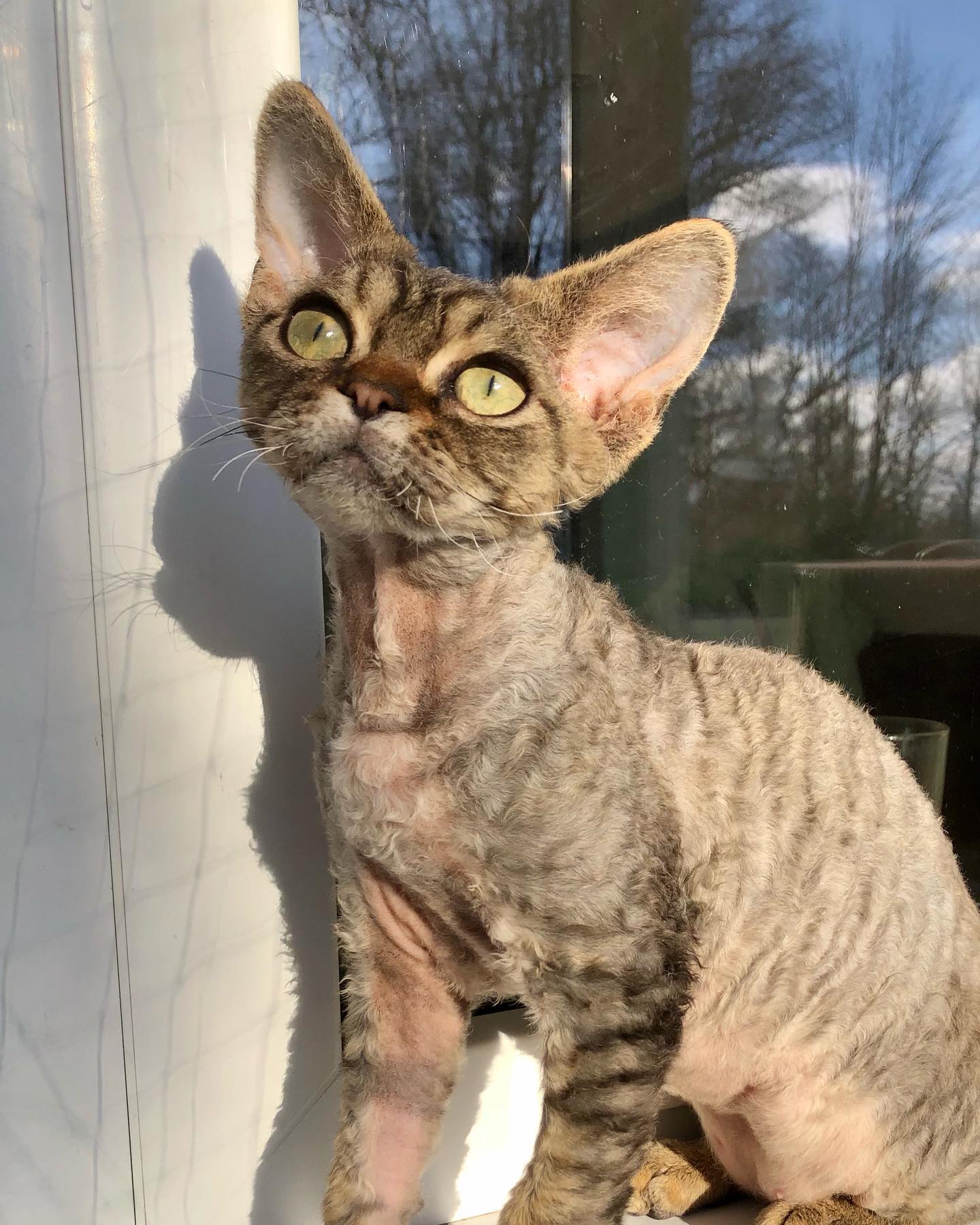 Devon Rex Katze