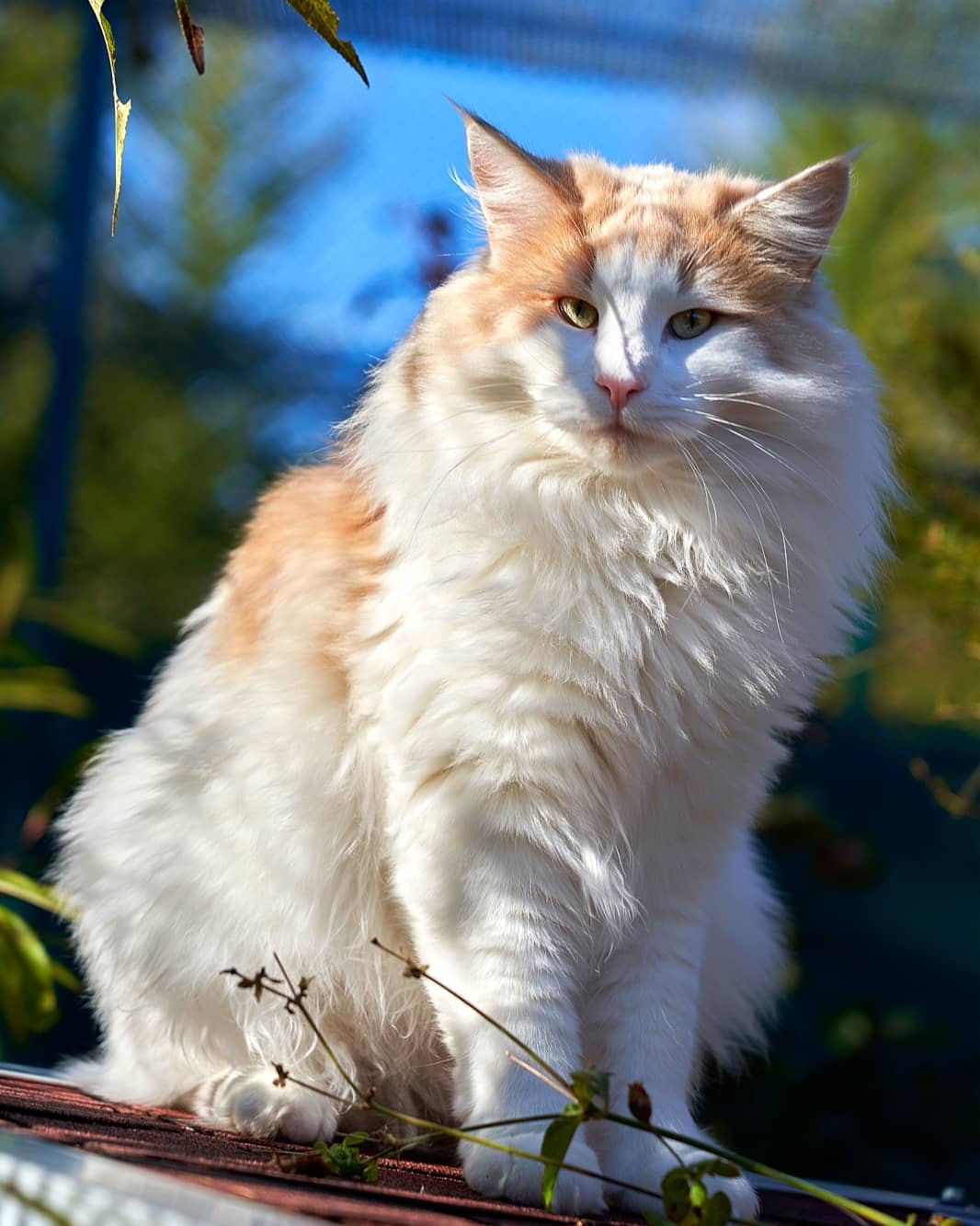 Norwegische Waldkatze
