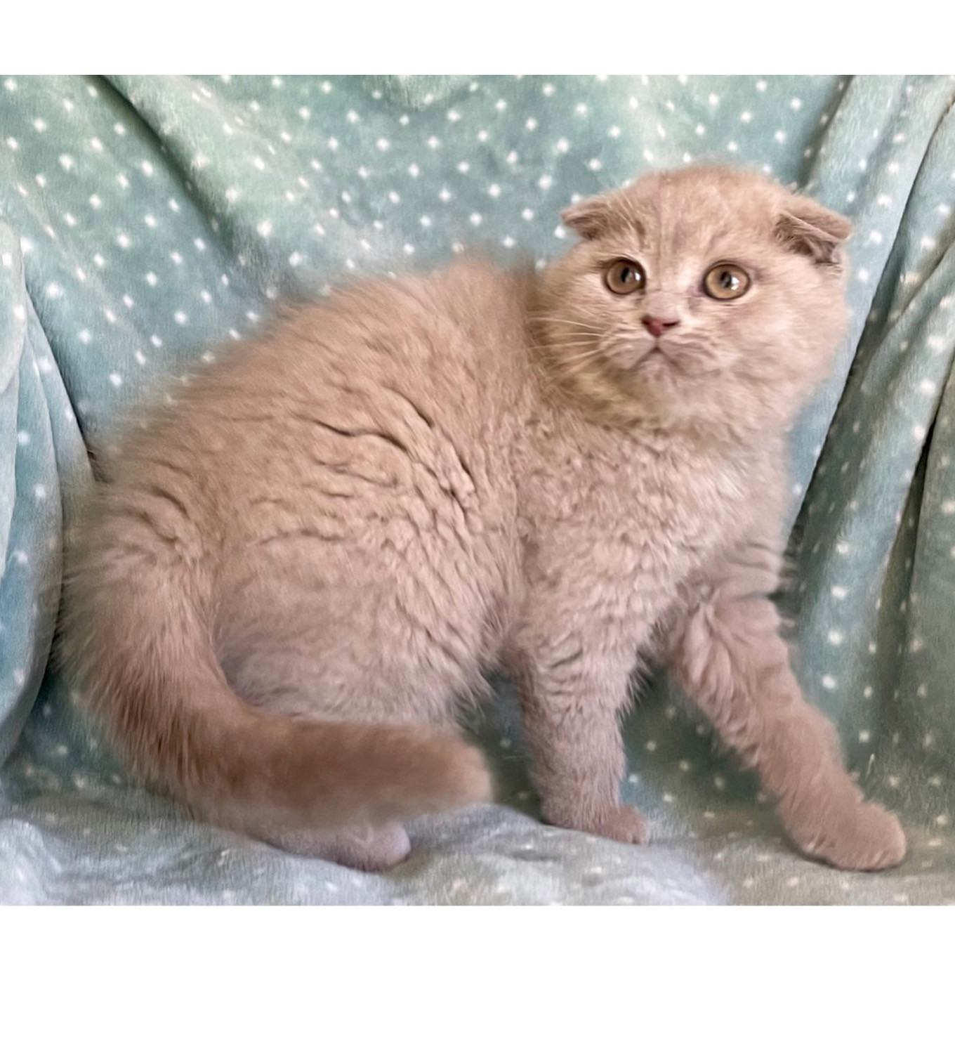 Schottische Faltohrkatze