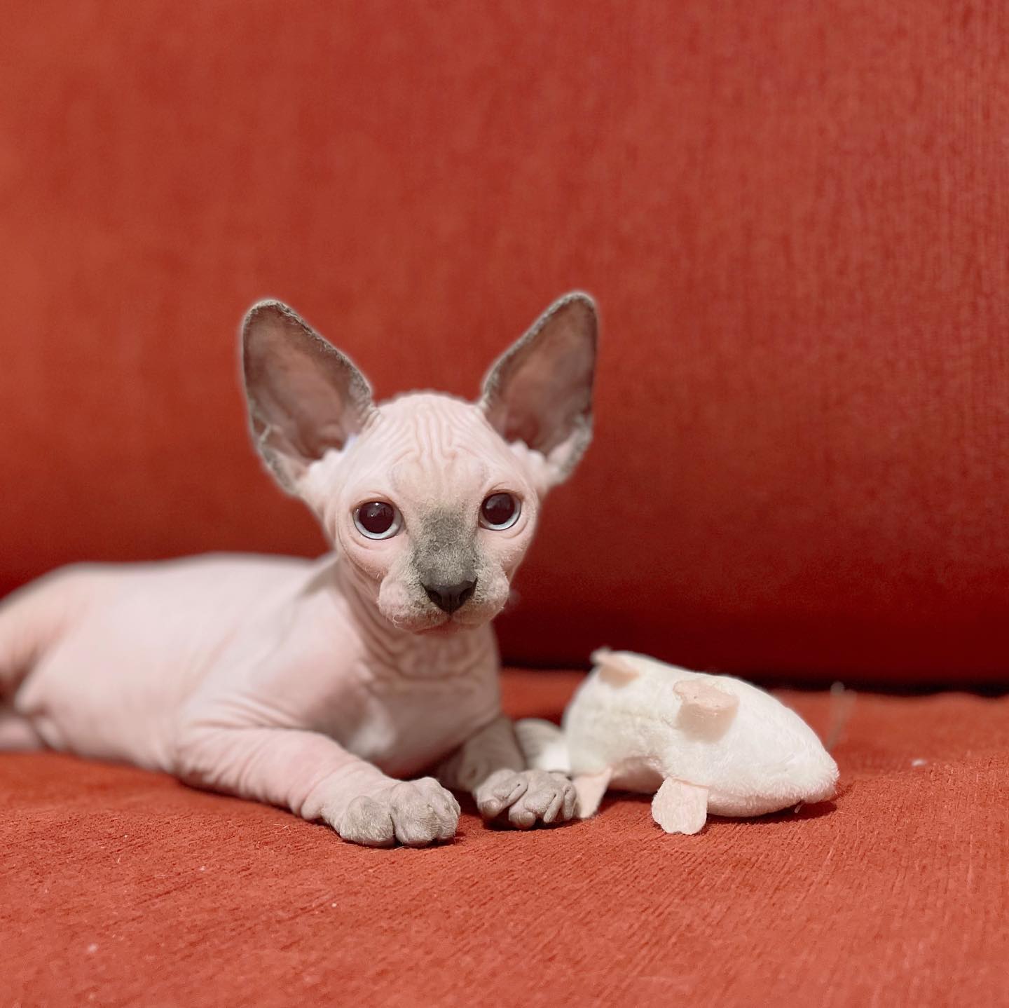 Sphynx Katze