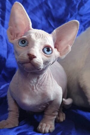 Ivy – Weiblich Sphynx