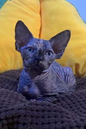Lilla – Weiblich Sphynx