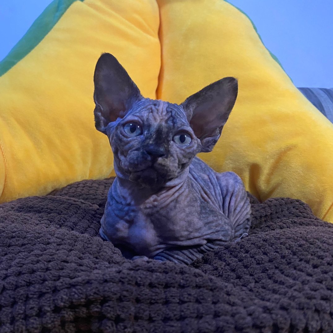 Lilla – Weiblich Sphynx