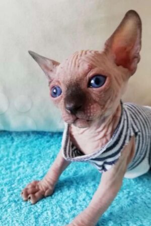 Owen – Männlich Sphynx