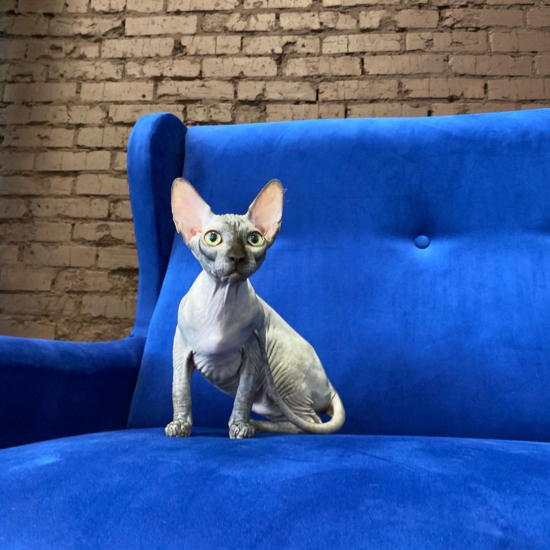 Oracle – Männlich Sphynx - Image 2