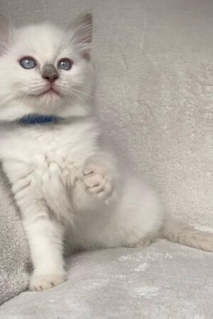 preston – männlich ragdoll