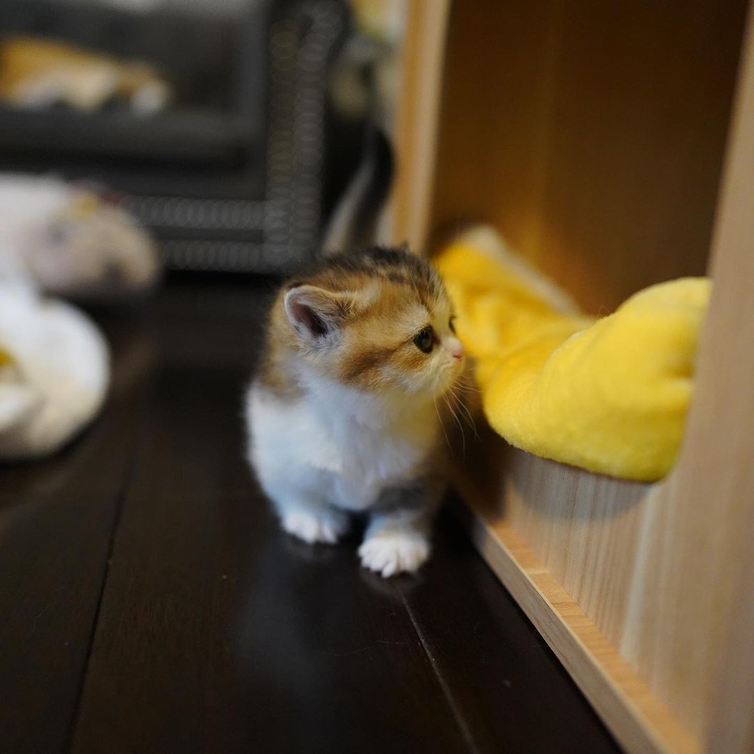 Clyde – Männlich Munchkin - Image 2