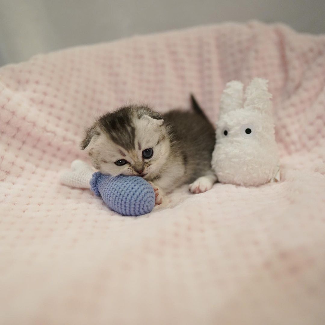 Tiger – Männlich Munchkin