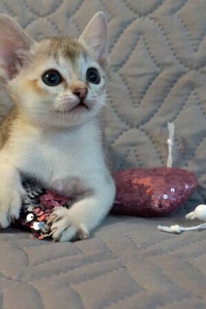 Gavi – Männliches Singapura-Kätzchen