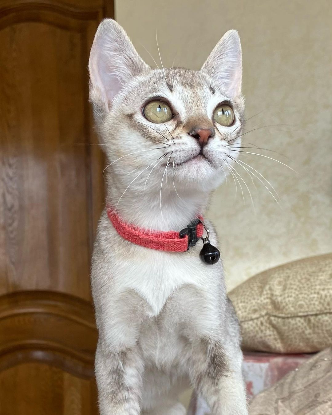 casper – männliches singapura kätzchen casper – männliches singapura kätzchen