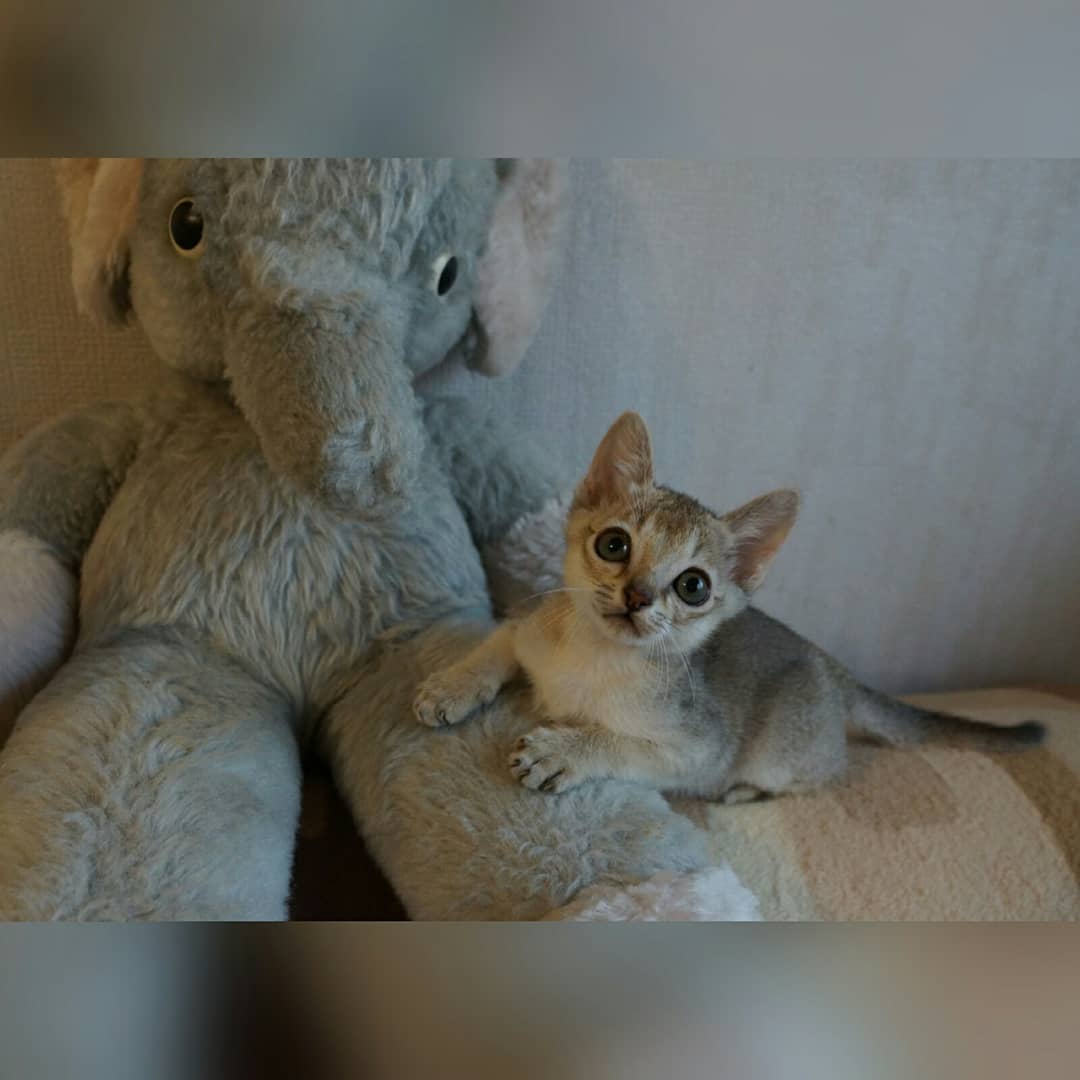 caleb – männliches singapura kätzchen caleb – männliches singapura kätzchen