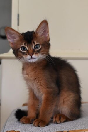 salem – männliches somali kätzchen