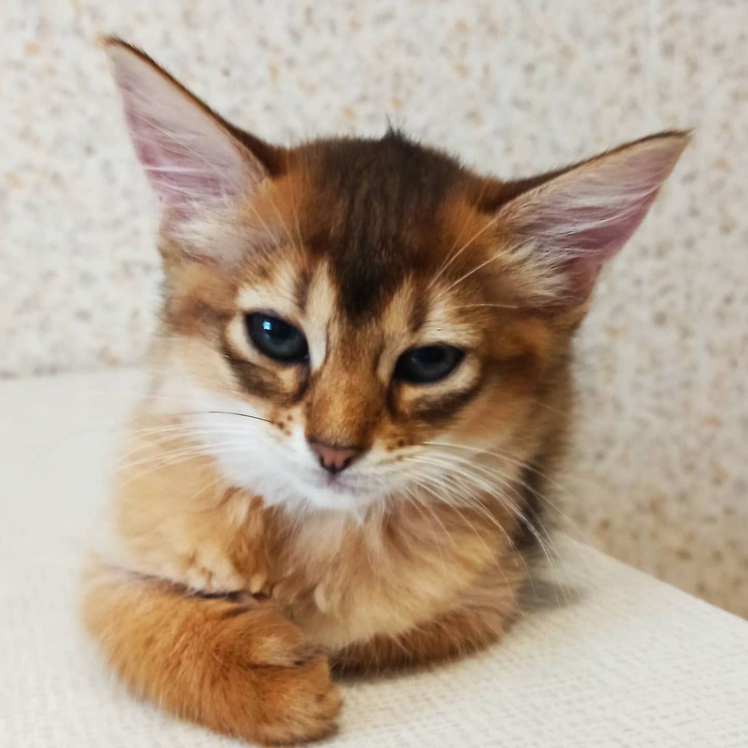 oreo – männliches somali kätzchen oreo – männliches somali kätzchen