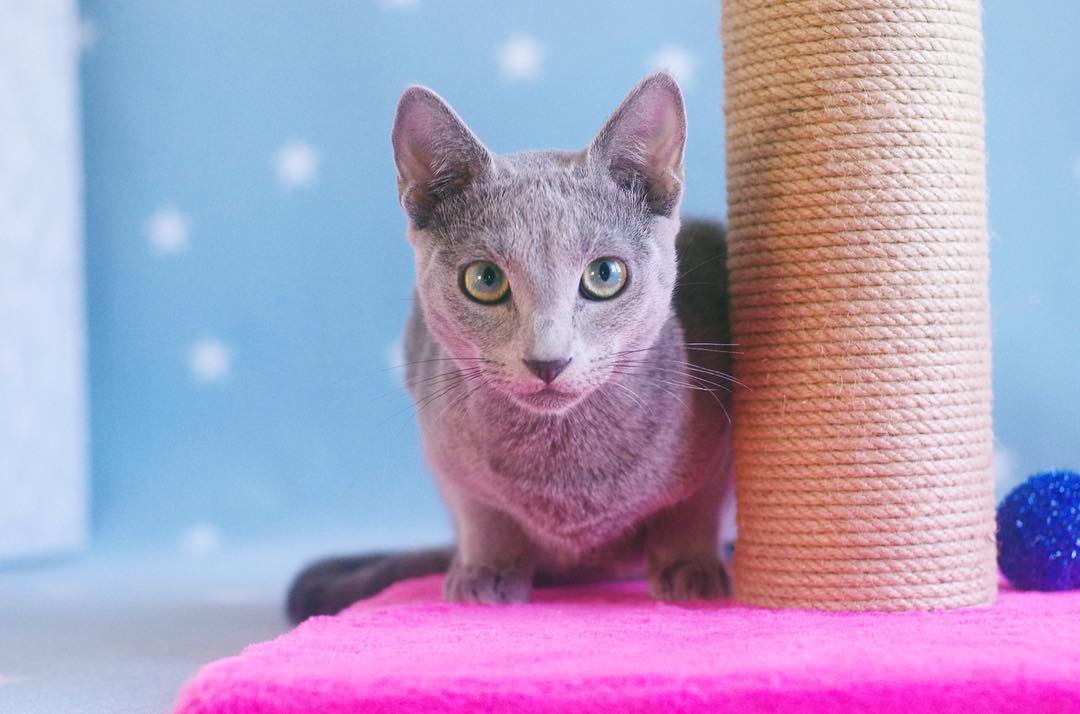 norton – männlich, russisch blau norton – männlich, russisch blau