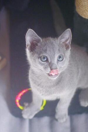 Noris – Männlich, Russisch Blau