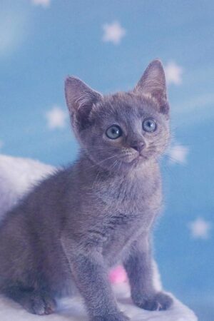 Olivia – Weiblich, Russisch Blau