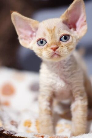 oscar – männlich, devon rex