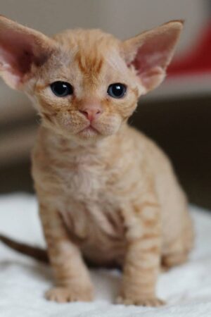 Rosa – Weiblich, Devon Rex