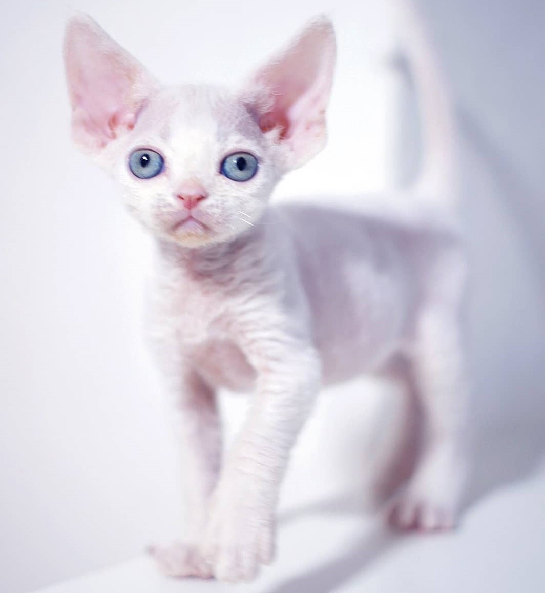 Oliver – Männlich, Devon Rex - Image 2