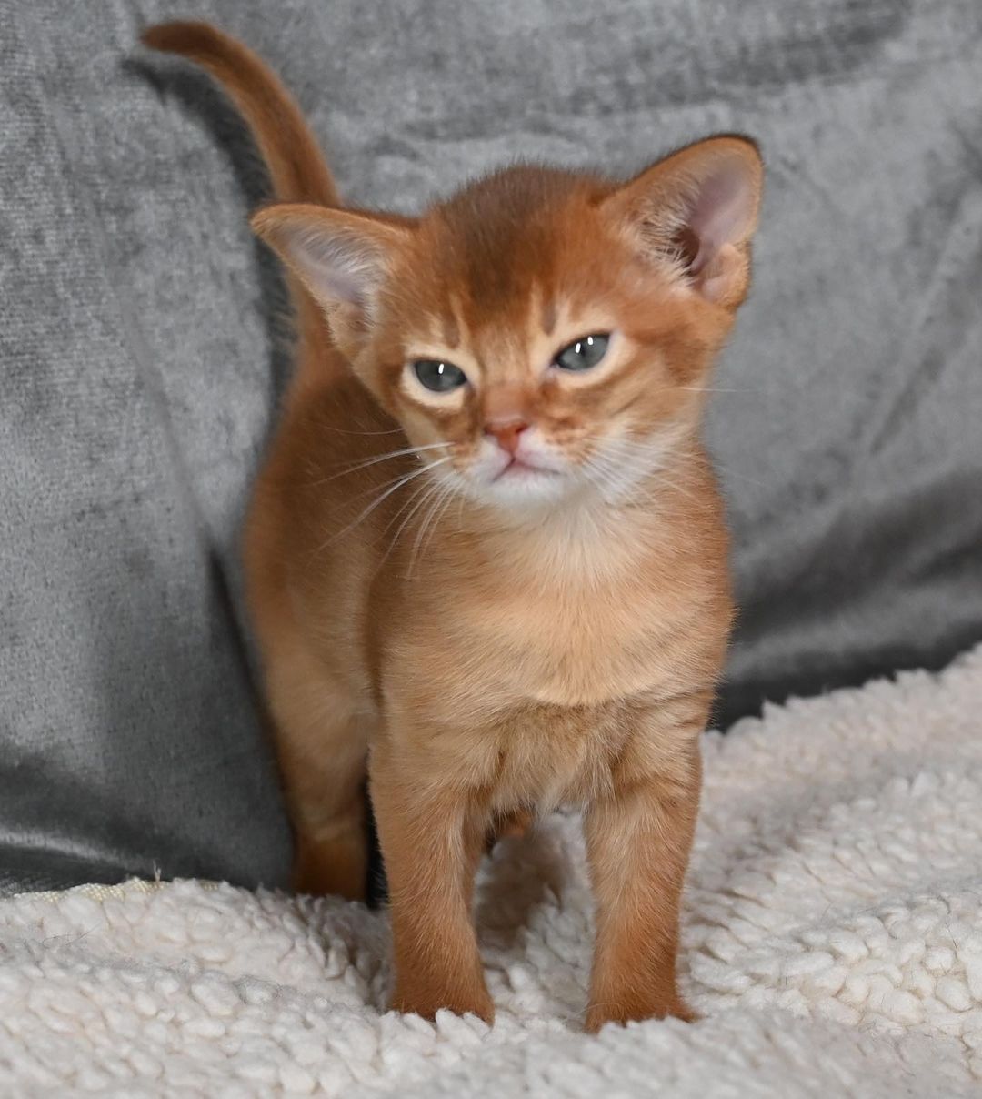 savina – weiblich · abessinier savina – weiblich · abessinier