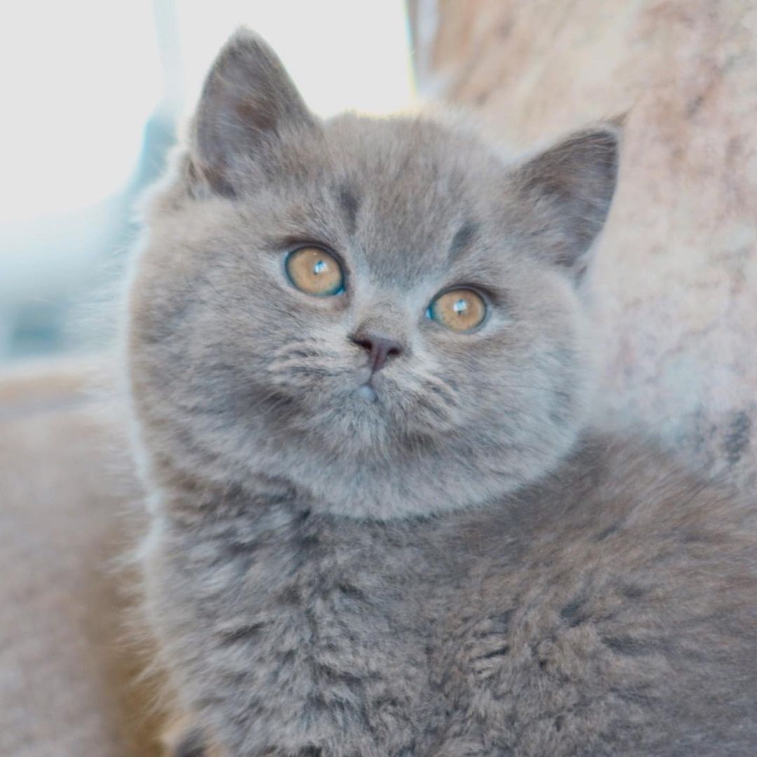 Baloo – Männlich Britisch Kurzhaar - Image 2