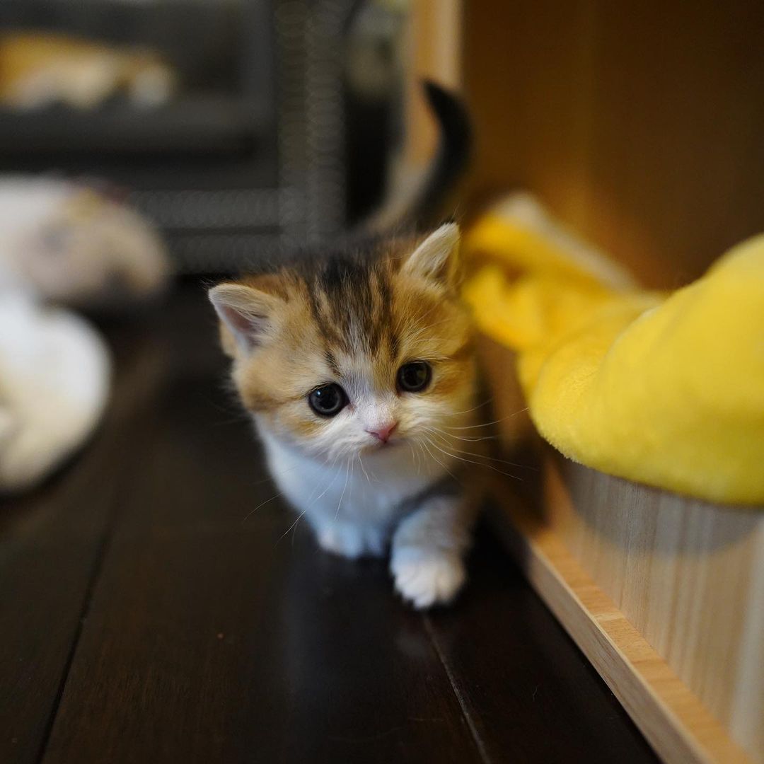 Clyde – Männlich Munchkin - Image 3