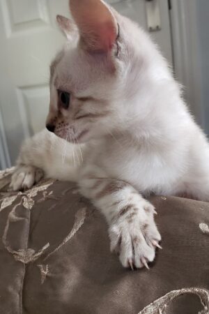 Fenzy – Männlich Bengal