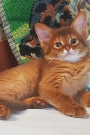 Bella – Weibliches Somali-Kätzchen