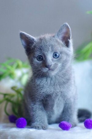 Selina – Weiblich, Russisch Blau