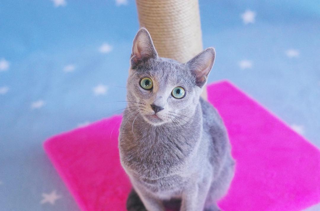 norton – männlich, russisch blau norton – männlich, russisch blau