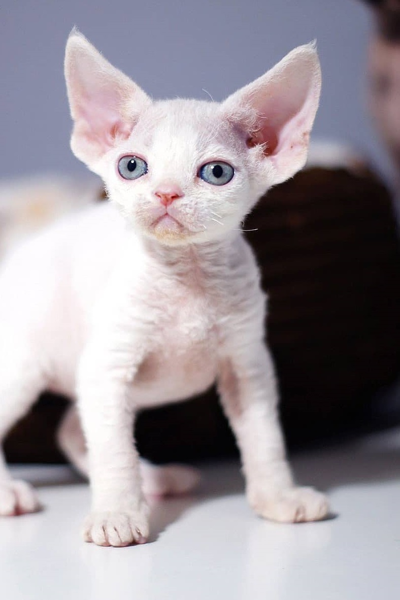 Oliver – Männlich, Devon Rex