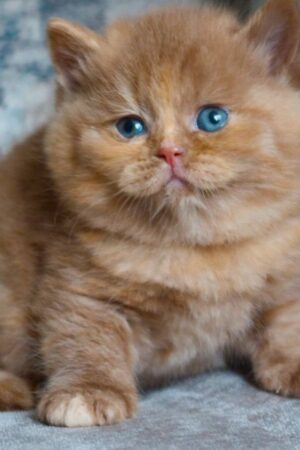 Macie – Weiblich · Britisch Kurzhaar