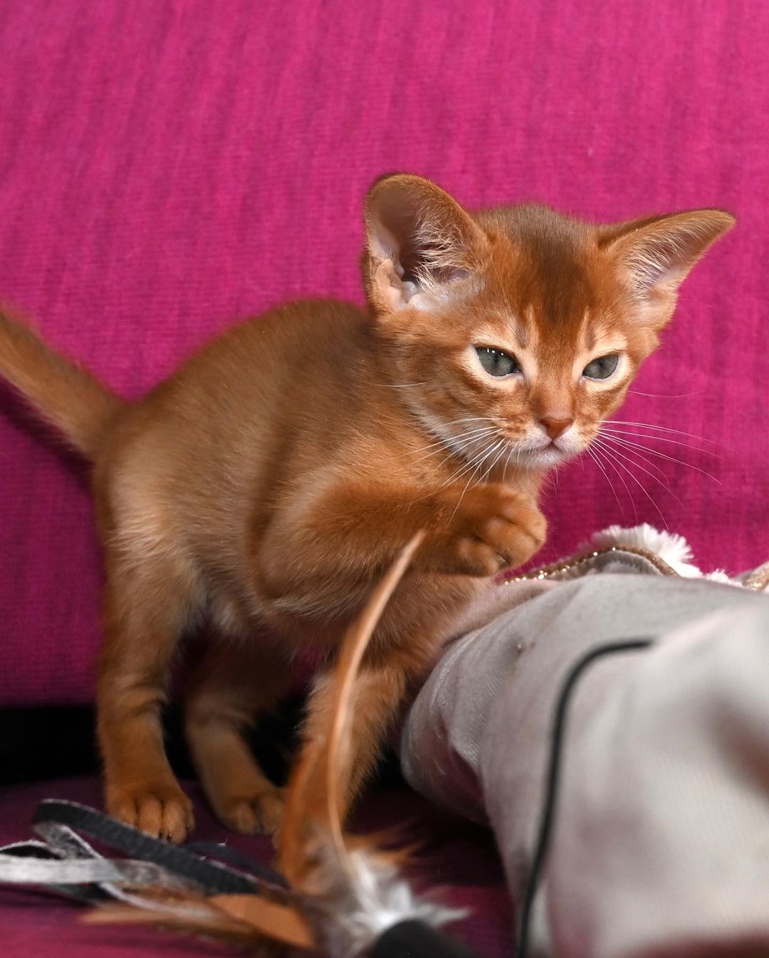 savina – weiblich · abessinier savina – weiblich · abessinier