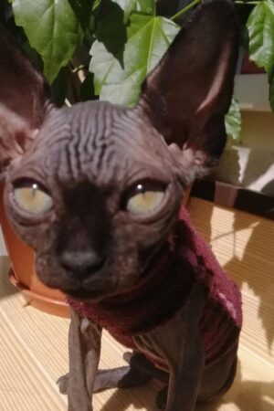 Latto – Männlich Sphynx