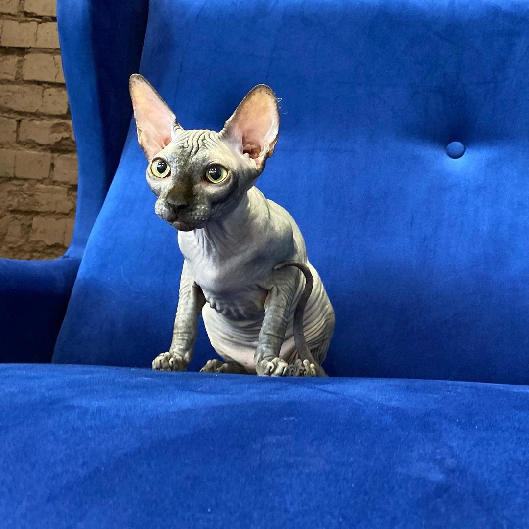 Oracle – Männlich Sphynx - Image 3