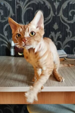 Penny – Männlich, Devon Rex