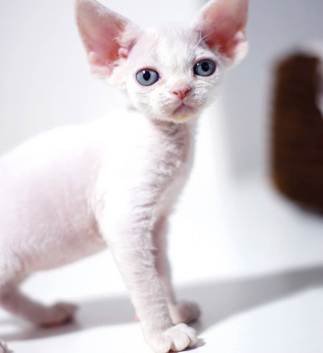 Oliver – Männlich, Devon Rex - Image 3