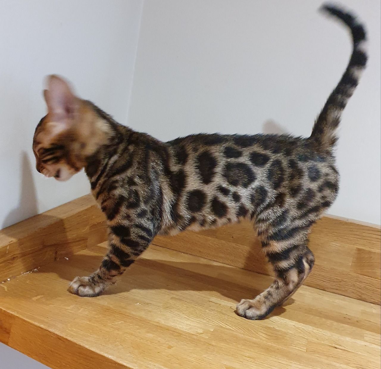 jidor – männlich bengal jidor – männlich bengal