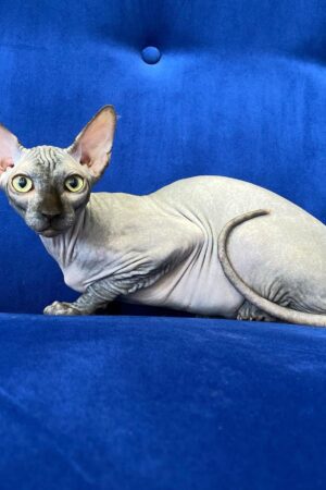 Oracle – Männlich Sphynx