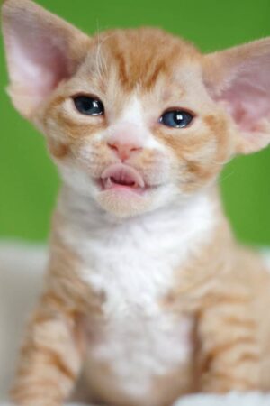 Stacy – Weiblich, Devon Rex