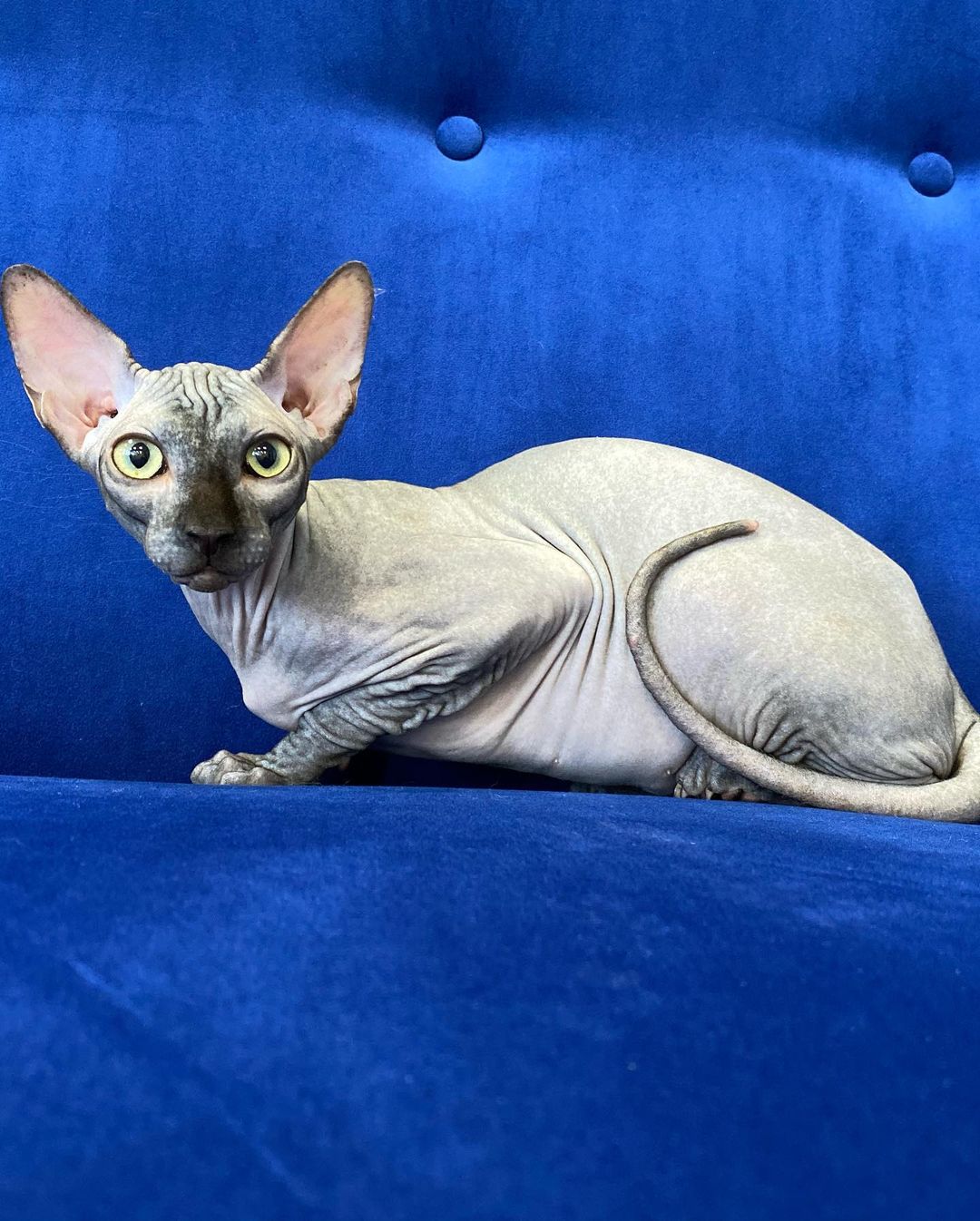 Oracle – Männlich Sphynx