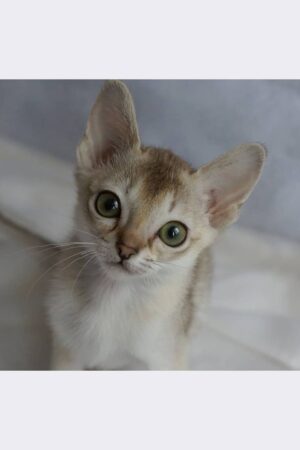 abby – männliches singapura kätzchen