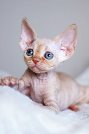 aruna – männlich, devon rex