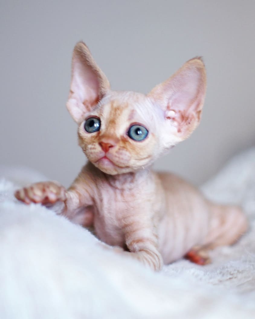 aruna – männlich, devon rex aruna – männlich, devon rex