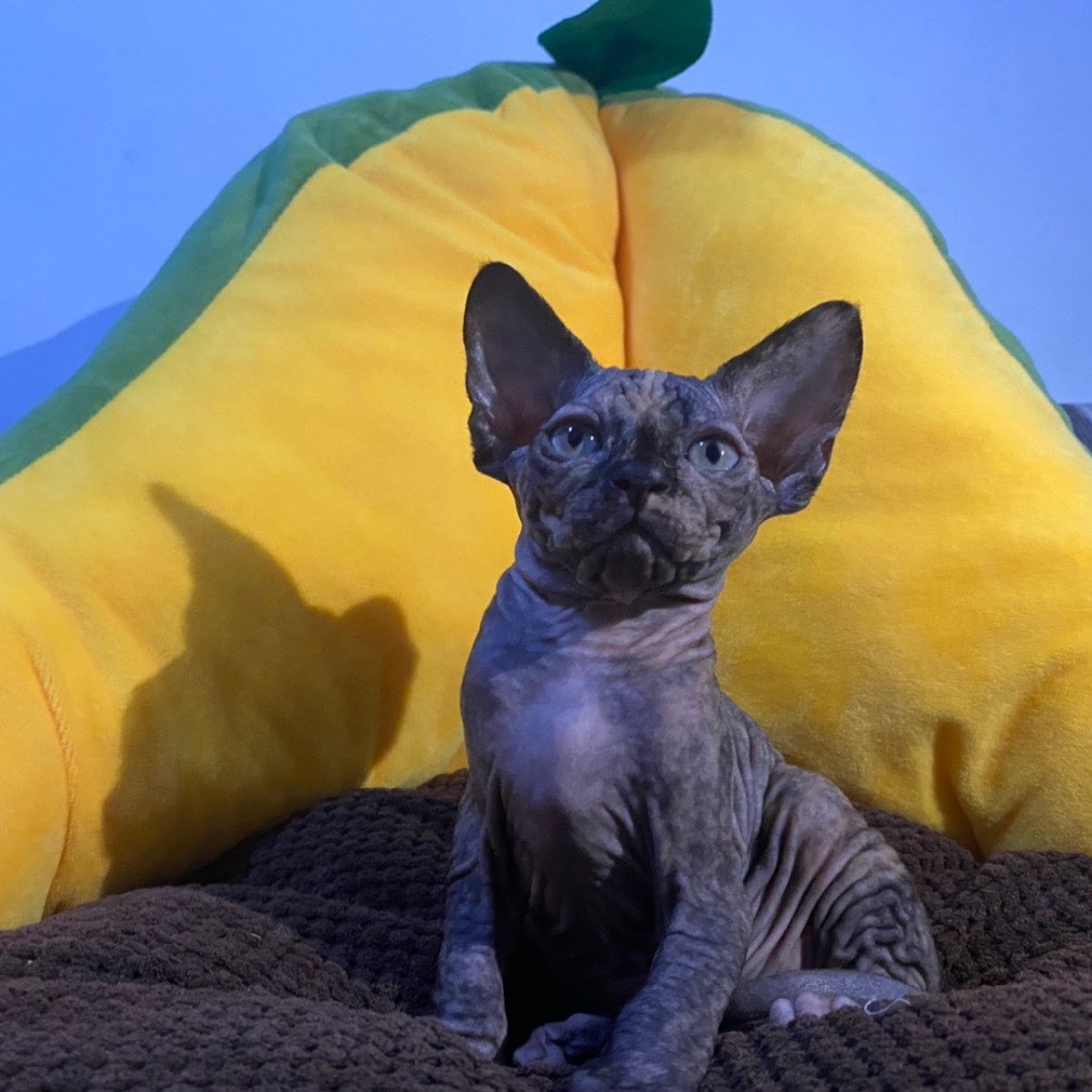 Lilla – Weiblich Sphynx - Image 4