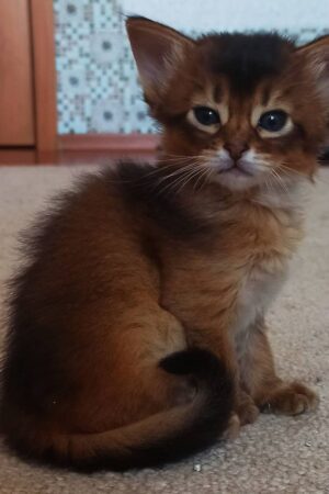 pepper – weibliches somali kätzchen