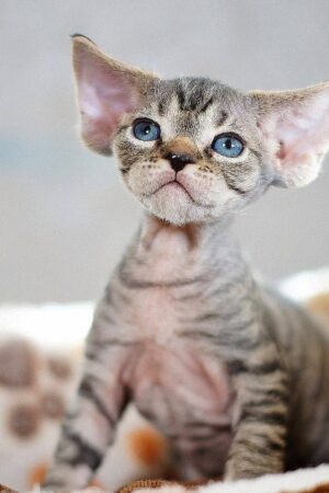 Chleo – Weiblich, Devon Rex