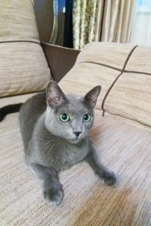 Marvel – Männlich, Russisch Blau