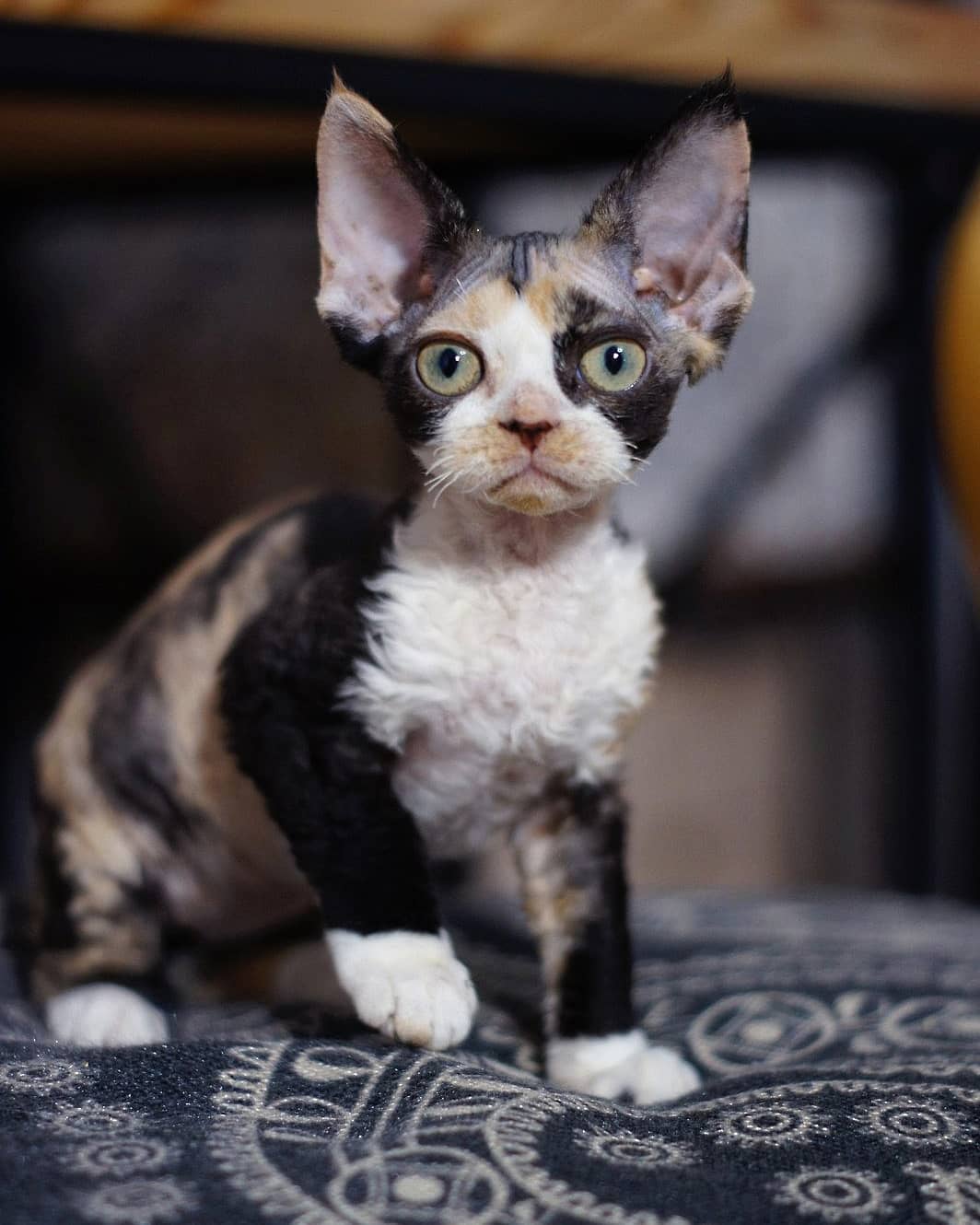 Lizzy – Weiblich, Devon Rex - Image 2